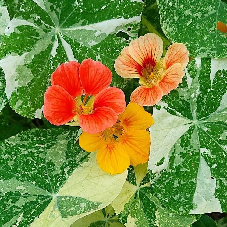 Nasturtium 'Alaska Mix'