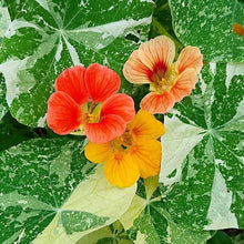 Load image into Gallery viewer, Nasturtium &#39;Alaska Mix&#39;
