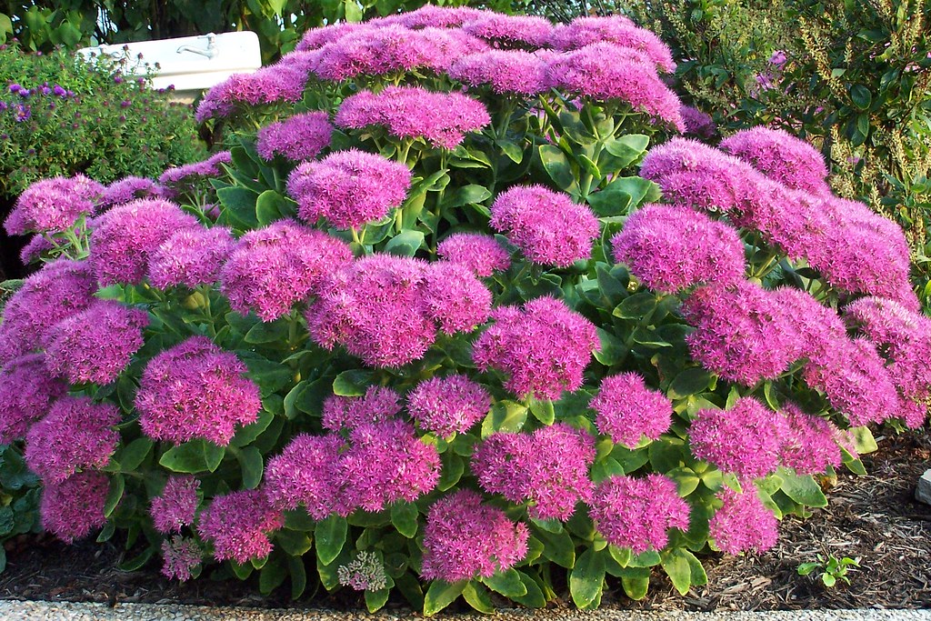 Sedum 'Neon'