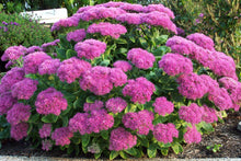 Load image into Gallery viewer, Sedum &#39;Neon&#39;
