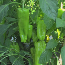 Load image into Gallery viewer, Organic Pepper &#39;Aruba&#39;

