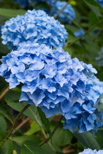 Load image into Gallery viewer, Hydrangea &#39;Nikko Blue&#39;

