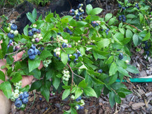 Load image into Gallery viewer, Lowbush Blueberry
