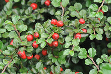 Load image into Gallery viewer, Cotoneaster &#39;Cranberry&#39;
