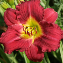 Load image into Gallery viewer, Daylily 'Pardon Me'
