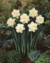 Load image into Gallery viewer, Daffodil &#39;Obdam&#39;
