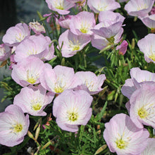 Load image into Gallery viewer, Oenothera Siskiyou
