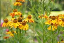 Load image into Gallery viewer, Helenium autumnale
