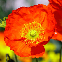 Load image into Gallery viewer, Poppy (Papaver) &#39;Spring Fever Mix&#39;
