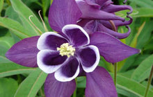 Load image into Gallery viewer, Aquilegia &#39;Winky Purple &amp; White&#39;
