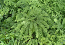 Load image into Gallery viewer, Fern &#39;Maidenhair&#39;
