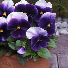 Load image into Gallery viewer, Winter Pansy
