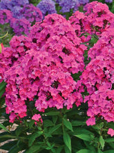 Load image into Gallery viewer, Phlox &#39;Glamour Girl&#39;
