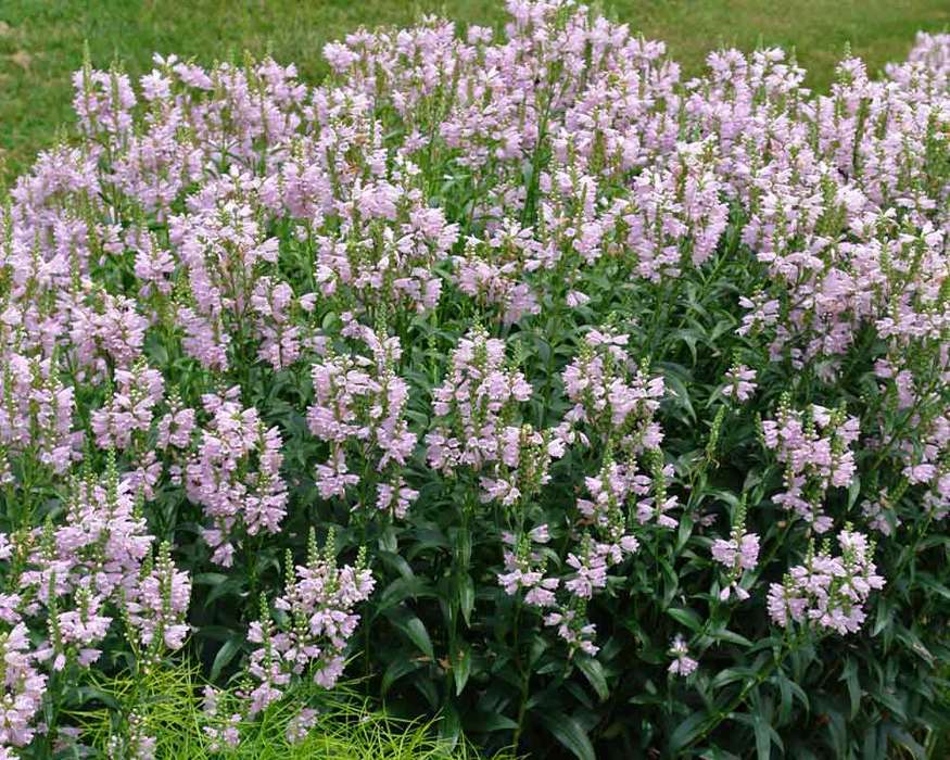 Physostegia 'Pink Manners' (Obedient Plant)
