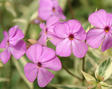 Load image into Gallery viewer, Phlox &#39;Triple Play&#39;
