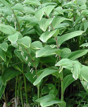 Load image into Gallery viewer, Polygonatum Odoratum Variegatum (Solomon&#39;s Seal)

