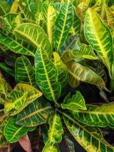 Load image into Gallery viewer, Croton- Large
