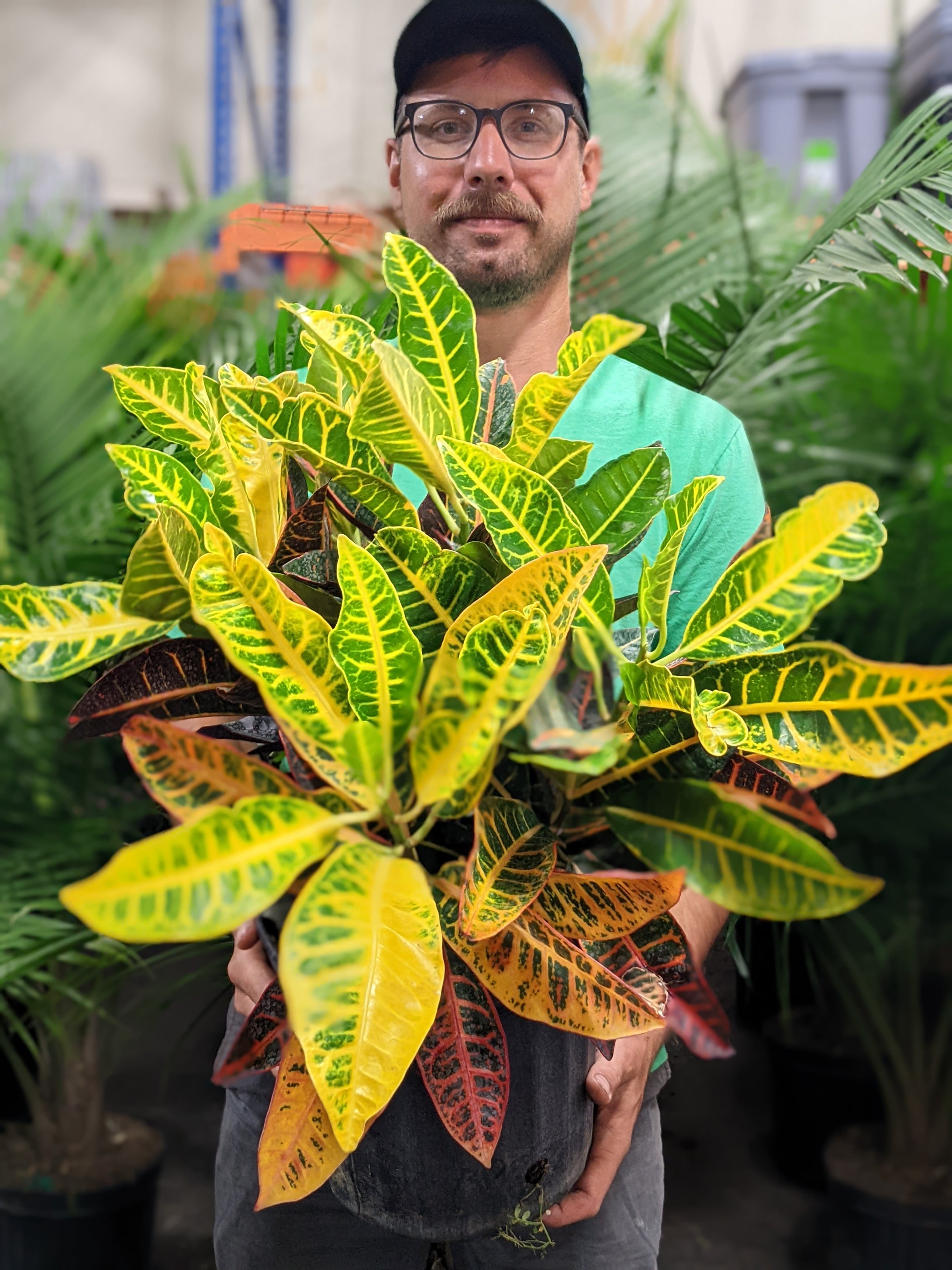 Croton- Large