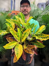 Load image into Gallery viewer, Croton- Large

