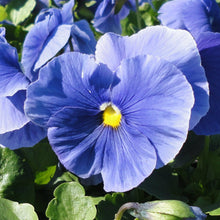 Load image into Gallery viewer, Winter Pansy
