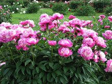 Load image into Gallery viewer, Peony 'Cora Stubbs'
