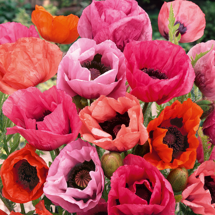 Poppy (Papaver) 'Fruit Punch'