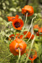 Load image into Gallery viewer, Poppy (Papaver) &#39;Prince of Orange&#39;

