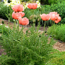 Load image into Gallery viewer, Papaver (Poppy) 'Queen Alexandra'
