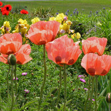 Load image into Gallery viewer, Papaver (Poppy) 'Queen Alexandra'
