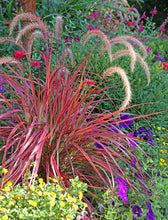 Load image into Gallery viewer, Pennisetum &#39;Fireworks&#39;
