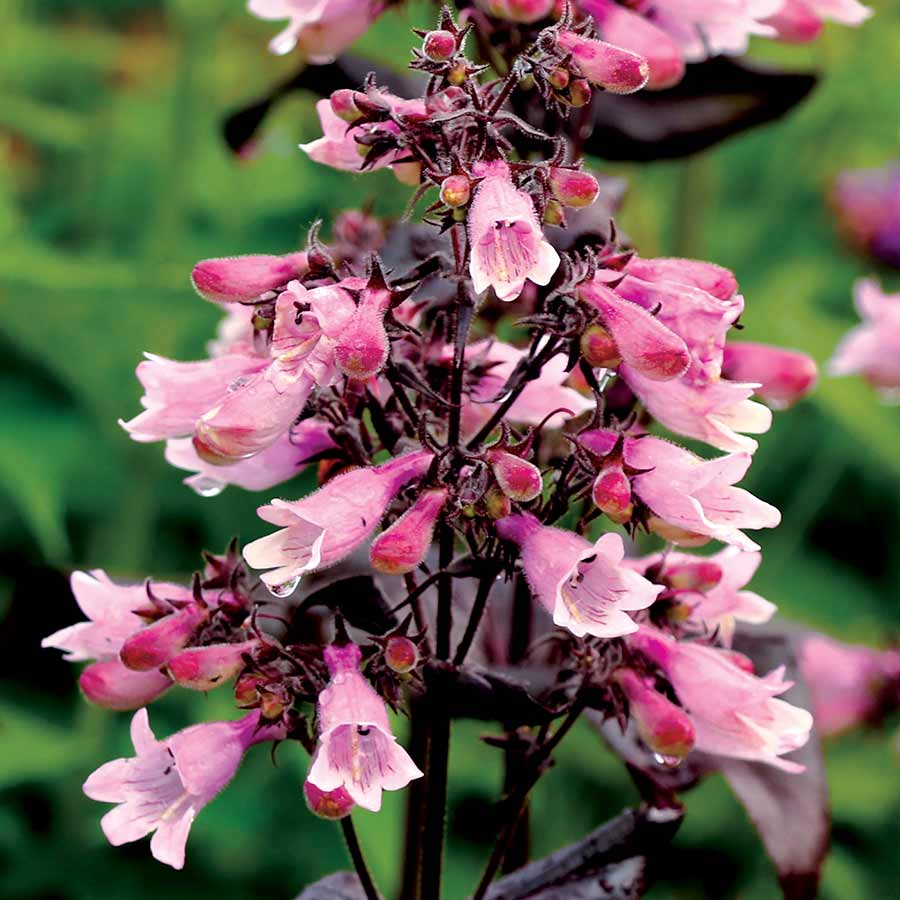 Penstemon 'Dakota Burgundy'