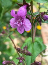 Load image into Gallery viewer, Penstemon smallii
