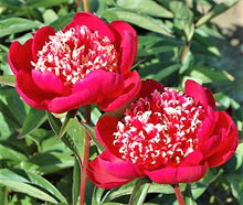 Load image into Gallery viewer, Peony 'Ada Niva'

