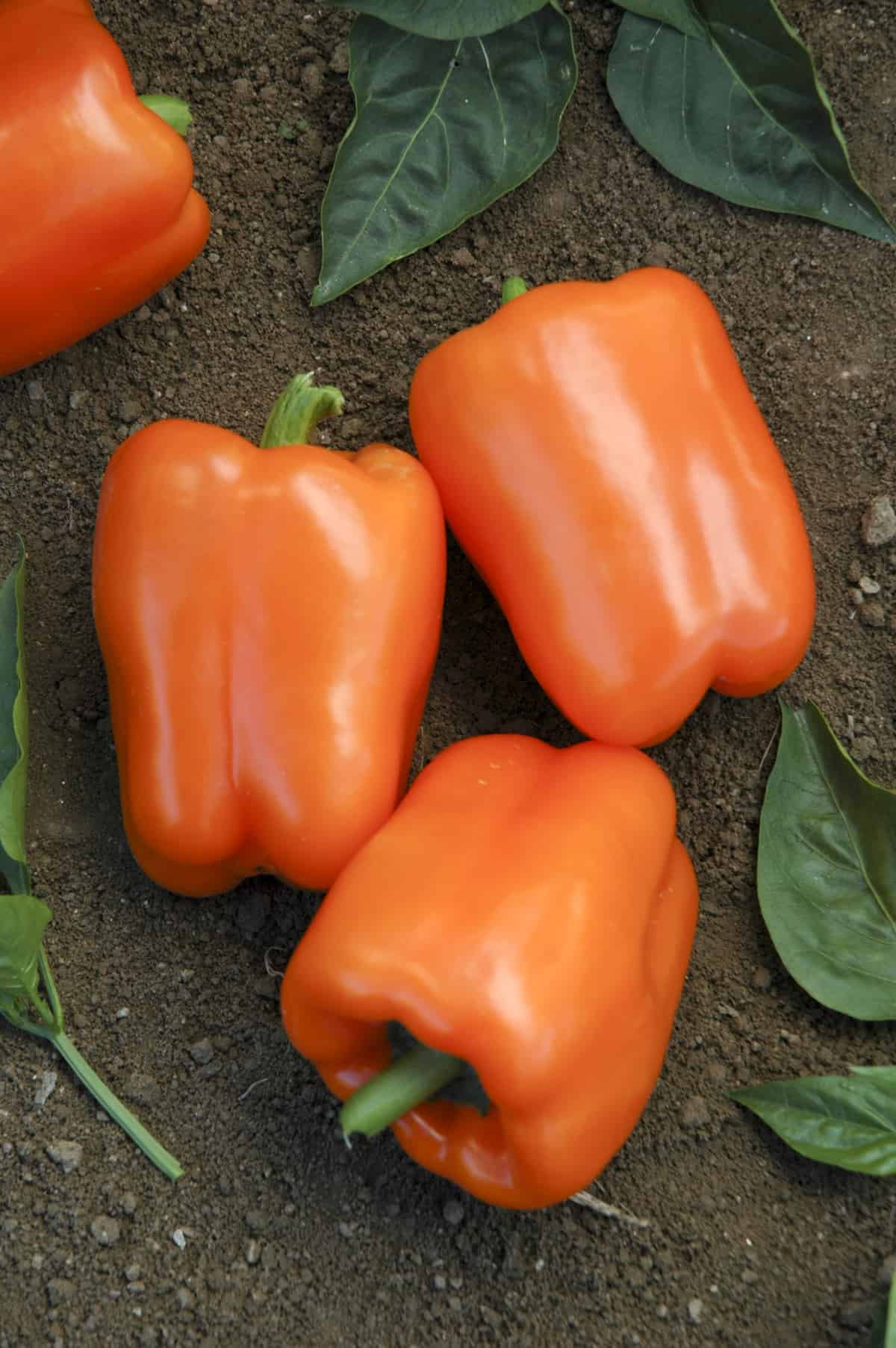 Pepper 'Orange Blaze'