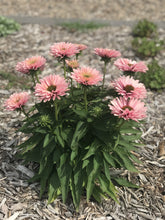 Load image into Gallery viewer, Echinacea 'Sunseekers Salmon'
