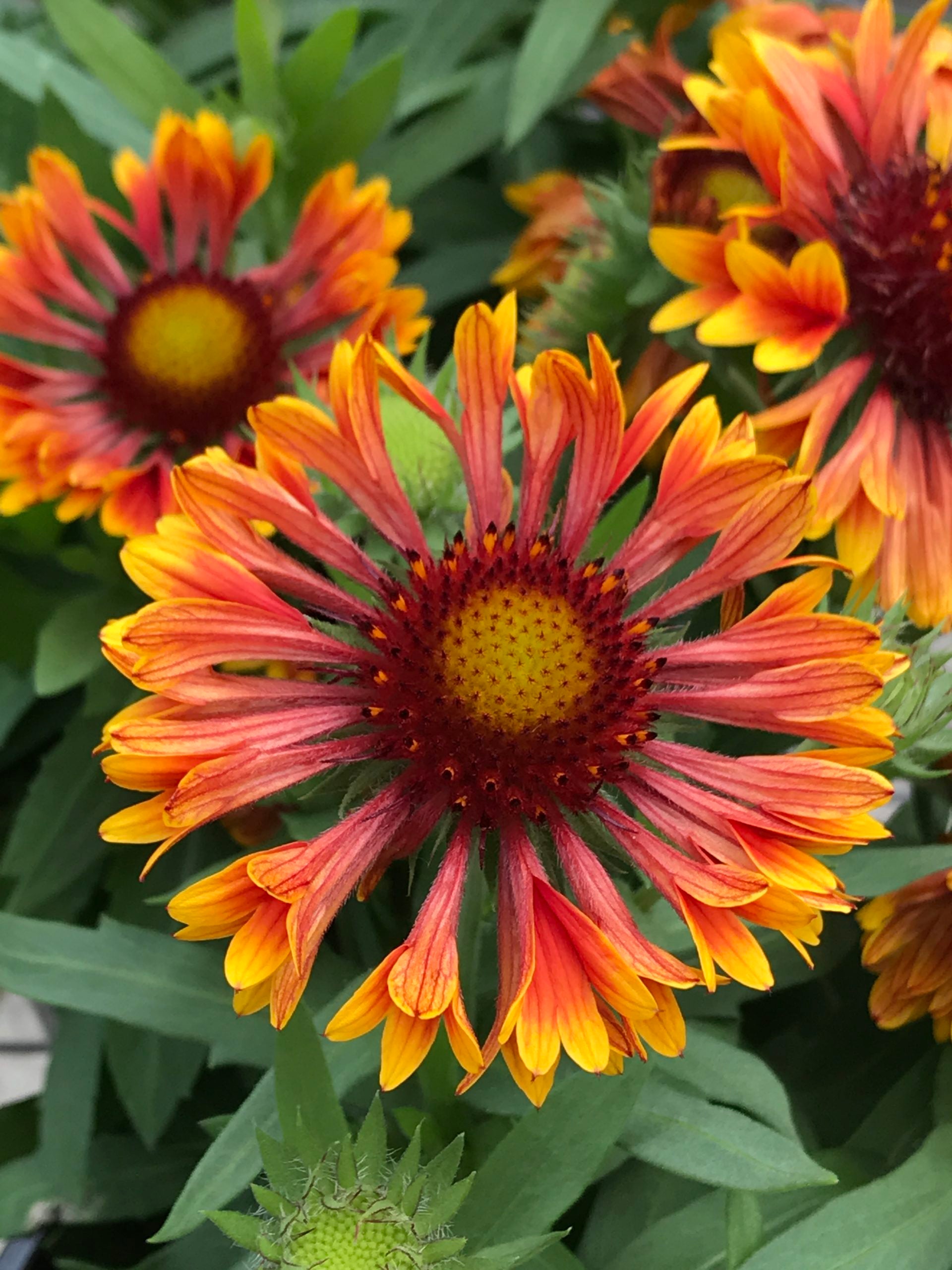 Gaillardia 'SpinTop™ Copper Sun'