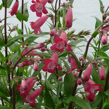 Load image into Gallery viewer, Penstemon 'Pristine Deep Rose'
