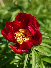 Load image into Gallery viewer, Peony &#39;Early Scout&#39;
