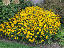 Load image into Gallery viewer, Rudbeckia &#39;American Gold Rush&#39;
