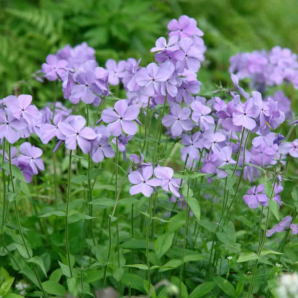 Phlox 'Blue Moon'