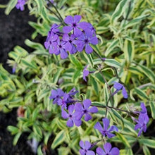 Load image into Gallery viewer, Phlox &#39;Blue Ribbons&#39;

