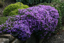 Load image into Gallery viewer, Phlox &#39;Purple Beauty&#39;

