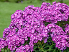 Load image into Gallery viewer, Phlox &#39;Laura&#39;
