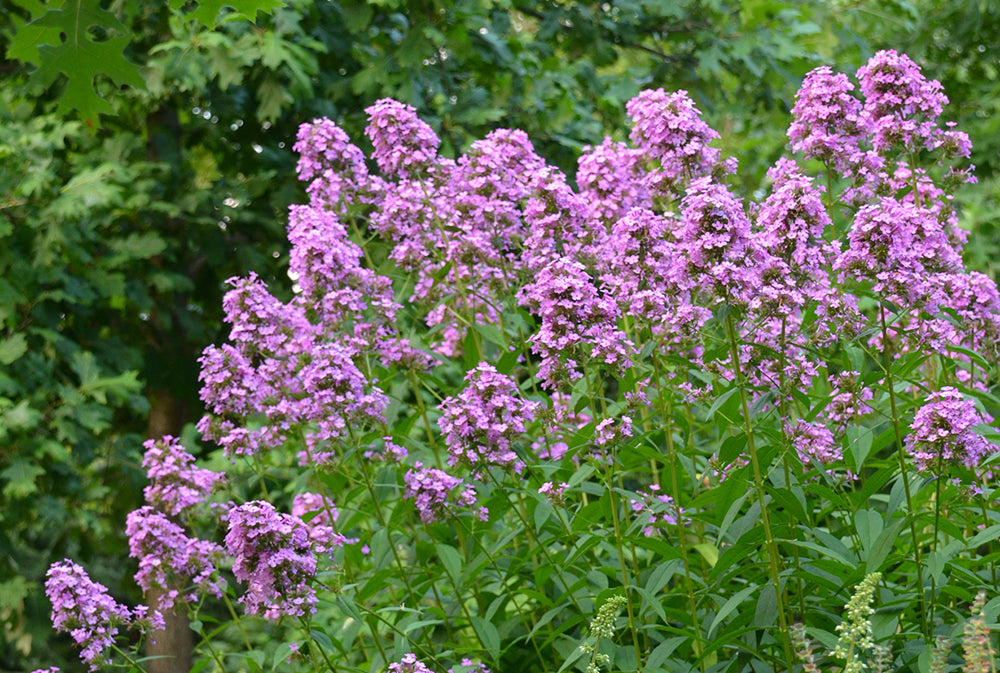Phlox 'Jeana'