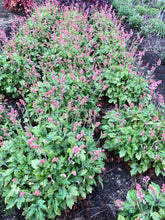 Load image into Gallery viewer, Heucherella 'Pink Revolution'
