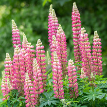 Load image into Gallery viewer, Lupine &#39;Gallery Pink&#39;
