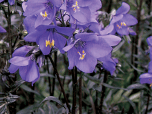 Load image into Gallery viewer, Polemonium 'Bressingham Purple'
