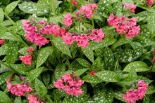 Load image into Gallery viewer, Pulmonaria &#39;Shrimps on the Barbie&#39;
