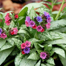 Load image into Gallery viewer, Pulmonaria 'High Contrast'
