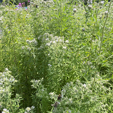 Load image into Gallery viewer, Pycnanthemum pilosum
